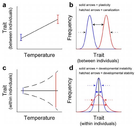 Phenotypic variation - plasticity, canalization, instability